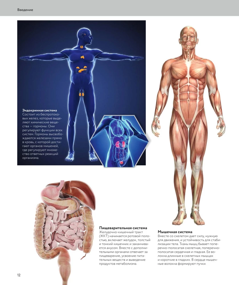 Anatomia człowieka. Wizualny przewodnik po wszystkich systemach organizmu: norma i patologie